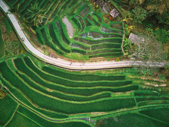 High angle view of rice paddy