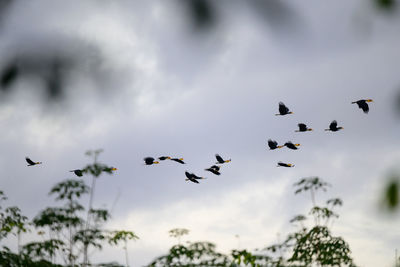 Low angle view of birds flying in sky