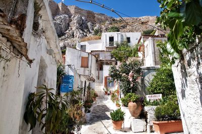 Potted plants on alley amidst buildings in town