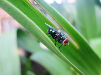 Close-up of fly on leaf