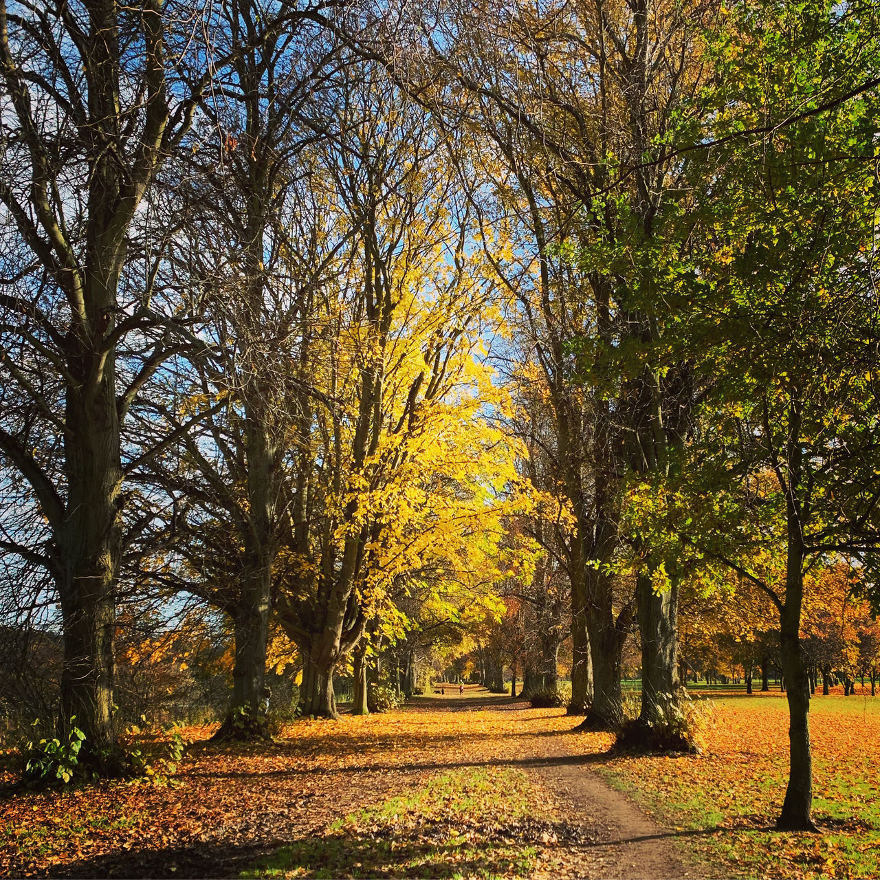 AUTUMN TREES IN PARK