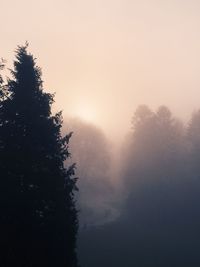 Silhouette of tree in foggy weather