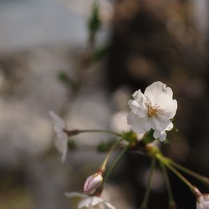 Close-up of white flowers blooming on tree