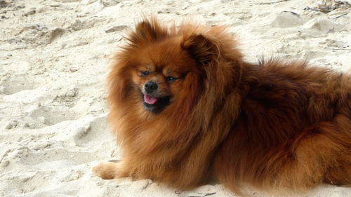 Side view of pomeranian puppy dog on sand at the beach