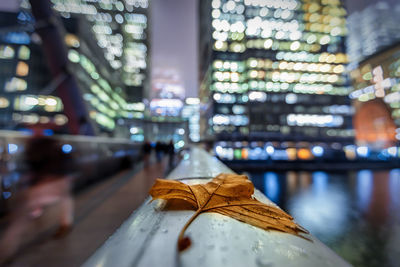 Close-up of dry leaf on railing in illuminated city