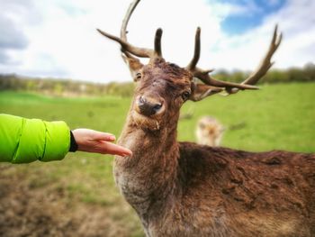 Close-up of hand holding deer against sky