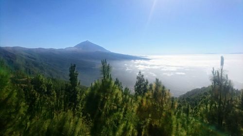Scenic view of forest against clear sky
