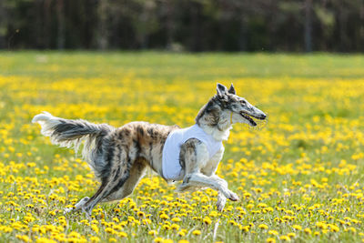 Borzoi dog in white shirt running and chasing lure in the field on coursing competition