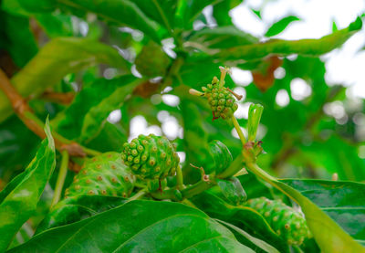 Close-up of insect on plant