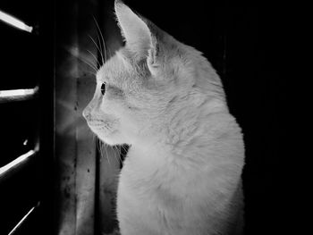 Close-up of cat looking away