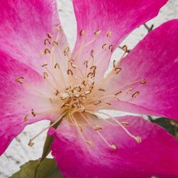 Close-up of pink flower