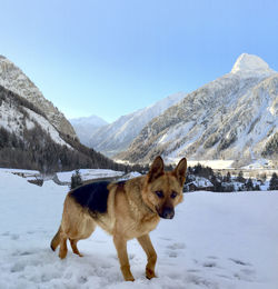 Dog on snow covered mountain