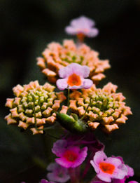 Close-up of flowers blooming outdoors