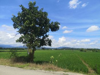 Scenic view of agricultural field against sky