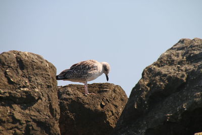Low angle view of bird perching on rock
