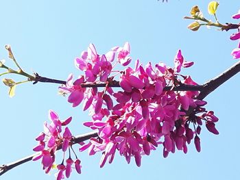 Low angle view of pink flowers blooming against clear sky