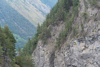 High angle view of pine cone on mountain