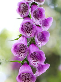 Close-up of purple flowers