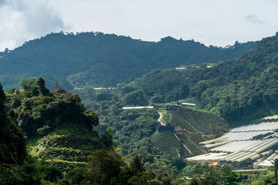 Tea plantations rice terraced fields. landscape view of mountain with agriculture farm and village