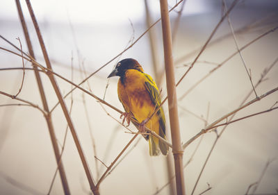 Close-up of bird perching on branch