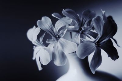 Close-up of white flowering plant against black background