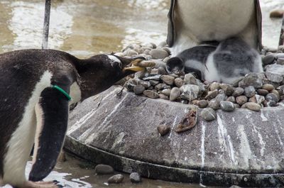 Close-up of ducks on rock by water