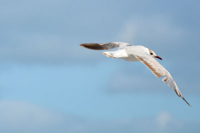 Low angle view of seagull flying