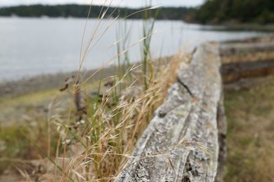 Close-up of grass on beach