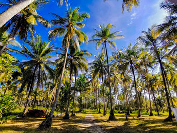 Palm trees on landscape against sky