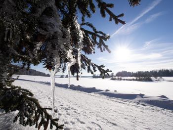 Trees on snow covered land against sky