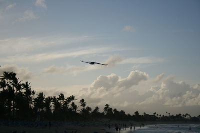 Silhouette birds flying over the sky
