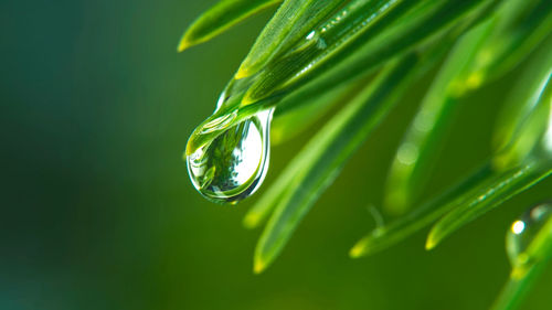 Close-up of water drops on plant