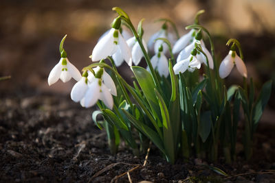 Close-up of white flowering plants on field