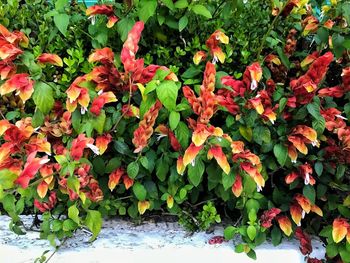 Close-up of red flowering plants