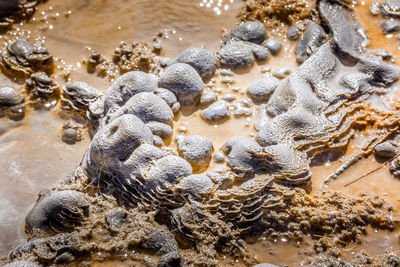 High angle view of crab on beach