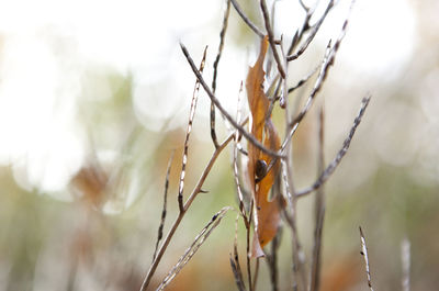 Close-up of plant during winter