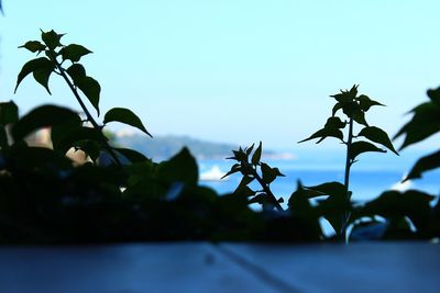 Low angle view of plant against clear sky