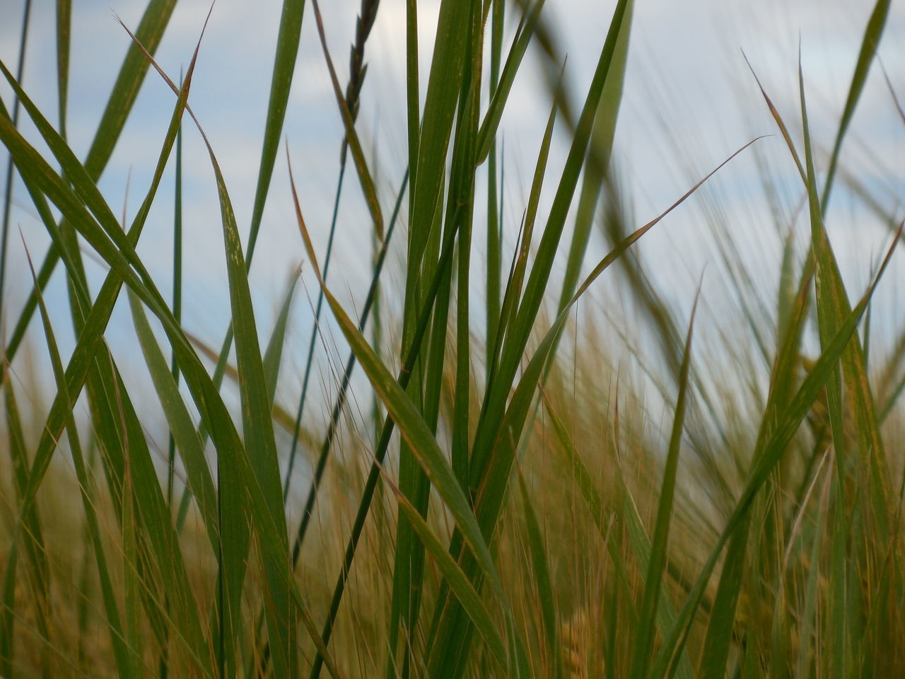 CLOSE-UP OF STALKS AGAINST SKY