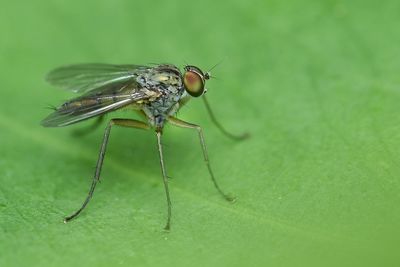 Close-up of fly on leaf