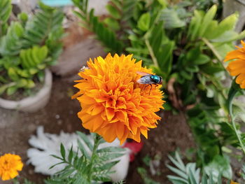 Photo of fly on a flower