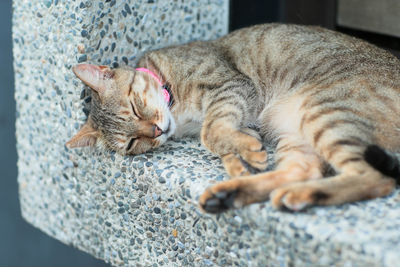 Close-up of cat sleeping