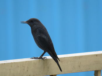 Close-up of bird perching on railing against blue sky