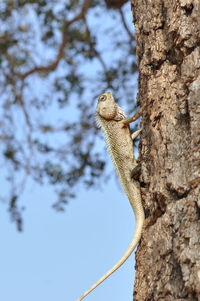 Low angle view of lizard on tree trunk