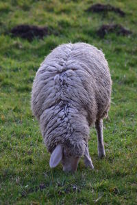 Close-up of sheep grazing on field