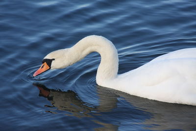 Close-up of swan swimming in lake