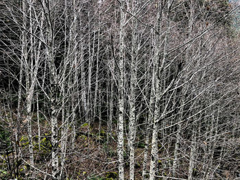 View of bare trees on snow covered land