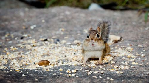 Squirrel on tree trunk