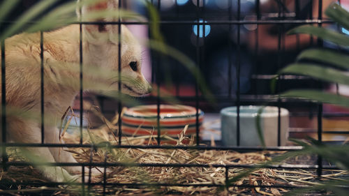 View of dog in cage