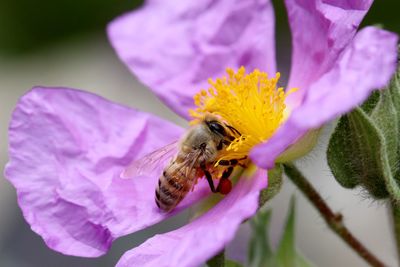 Close-up of honey bee pollinating on pink flower