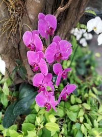 Close-up of pink flowers blooming outdoors